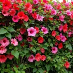 descubra as melhores plantas de crescimento rápido para formar uma cerca viva eficaz e bonita. alternativas naturais à cerca tradicional para transformar seu jardim com fácil manutenção.