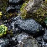 descubra por que os ouriços necessitam de cuidados especiais durante o inverno para garantir sua sobrevivência e proteção contra o frio intenso.