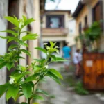 descubra por que esta planta anti-mosquito está causando tensão entre os vizinhos na rua e como ela afeta a convivência local.